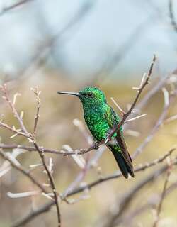 花园翠蜂鸟 / Garden Emerald / Chlorostilbon assimilis