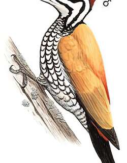 金背三趾啄木鸟 / Common Flameback / Dinopium javanense