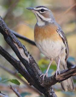 须薮鸲 / Miombo Scrub Robin / Cercotrichas barbata