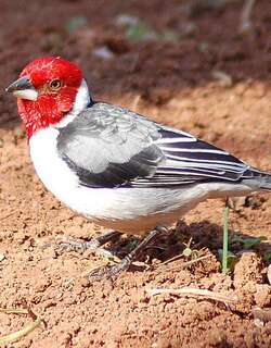 冕蜡嘴鹀 / Red-cowled Cardinal / Paroaria dominicana