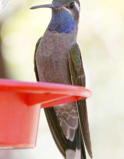 蓝喉宝石蜂鸟 / Blue-throated Mountaingem / Lampornis clemenciae