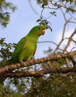 白眼鹦哥 / White-eyed Parakeet / Psittacara leucophthalmus