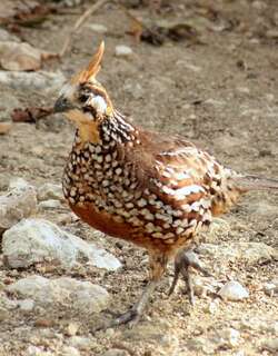 冠齿鹑 / Crested Bobwhite / Colinus cristatus