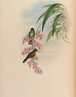 绿喉宝石蜂鸟 / Green-throated Mountaingem / Lampornis viridipallens