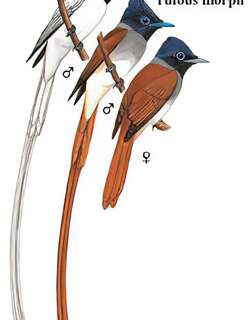 印缅寿带 / Indian Paradise Flycatcher / Terpsiphone paradisi