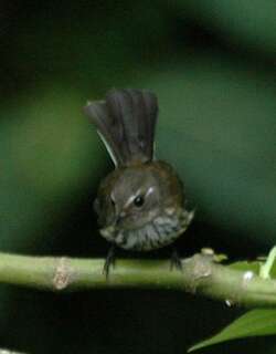 点胸扇尾鹟 / Streaked Fantail / Rhipidura verreauxi