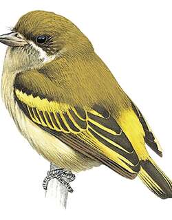 须绿钟声拟䴕 / Moustached Tinkerbird / Pogoniulus leucomystax