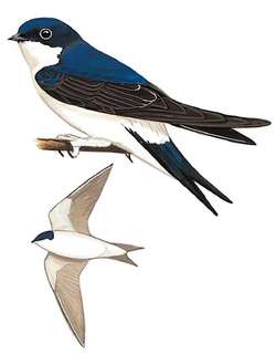 白腹毛脚燕 / Common House Martin / Delichon urbicum