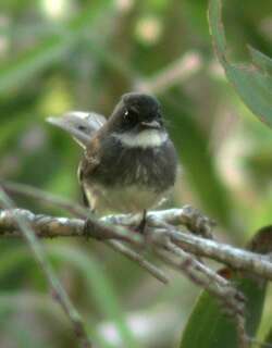 北扇尾鹟 / Northern Fantail / Rhipidura rufiventris