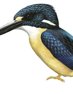 北所罗门三趾翠鸟 / North Solomons Dwarf Kingfisher / Ceyx meeki
