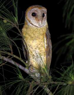 安达曼草鸮 / Andaman Masked Owl / Tyto deroepstorffi