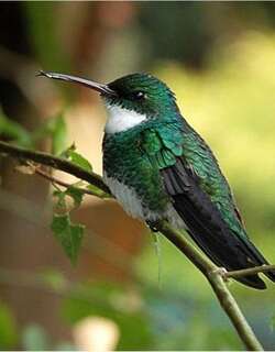 白喉蜂鸟 / White-throated Hummingbird / Leucochloris albicollis