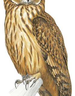 所罗门鸮 / Fearful Owl / Nesasio solomonensis