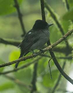 单色厚嘴霸鹟 / One-colored Becard / Pachyramphus homochrous
