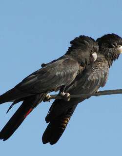 红尾凤头鹦鹉 / Red-tailed Black Cockatoo / Calyptorhynchus banksii