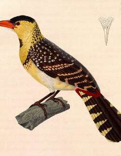 黄胸拟䴕 / Yellow-breasted Barbet / Trachyphonus margaritatus