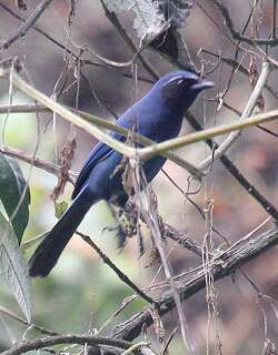黑喉蓝头鹊 / Black-throated Jay / Cyanolyca pumilo