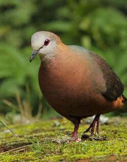 非洲鸽 / Lemon Dove / Columba larvata