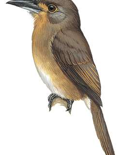 褐颊小蓬头䴕 / Fulvous-chinned Nunlet / Nonnula sclateri