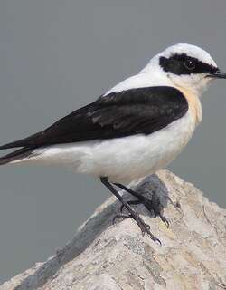 黑耳䳭 / Western Black-eared Wheatear / Oenanthe hispanica