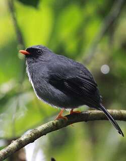 黑脸孤鸫 / Black-faced Solitaire / Myadestes melanops