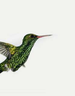 卡氏翠蜂鸟 / Canivet’s Emerald / Cynanthus canivetii