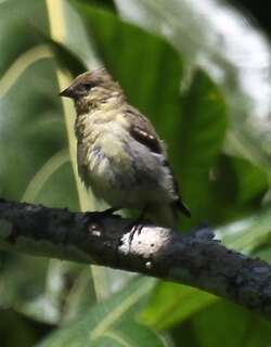 绿金翅雀 / Olivaceous Siskin / Spinus olivaceus
