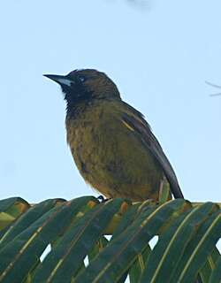 古巴拟鹂 / Cuban Oriole / Icterus melanopsis