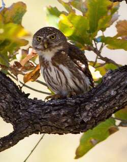 海角鸺鹠 / Baja Pygmy Owl / Glaucidium hoskinsii