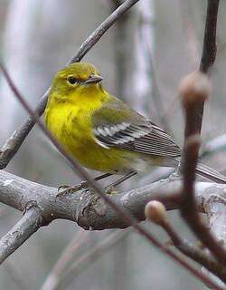 松莺 / Pine Warbler / Setophaga pinus