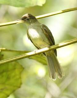 棕臀短脚鹎 / Buff-vented Bulbul / Iole crypta