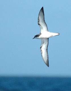 黑脚圆尾鹱 / Cook’s Petrel / Pterodroma cookii