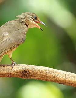 纹耳鹎 / Ayeyarwady Bulbul / Pycnonotus blanfordi