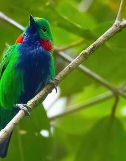 橙耳绿雀 / Orange-eared Tanager / Chlorochrysa calliparaea