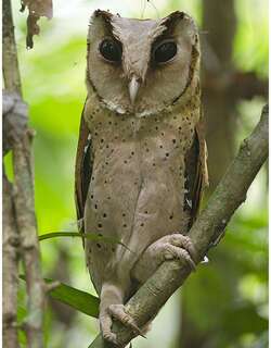 斯里兰卡栗鸮 / Sri Lanka Bay Owl / Phodilus assimilis