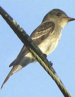东绿霸鹟 / Eastern Wood Pewee / Contopus virens