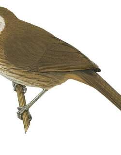 刺鸫鹛 / Spiny Babbler / Turdoides nipalensis