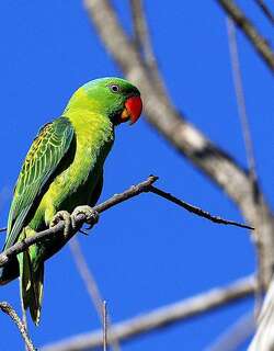 蓝颈鹦鹉 / Blue-naped Parrot / Tanygnathus lucionensis