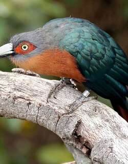 栗胸地鹃 / Chestnut-breasted Malkoha / Phaenicophaeus curvirostris