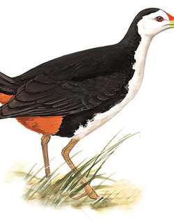 白胸苦恶鸟 / White-breasted Waterhen / Amaurornis phoenicurus