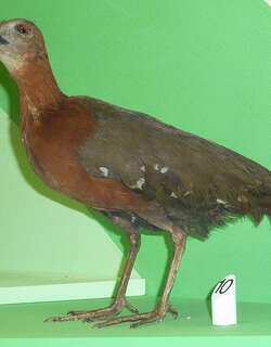 灰喉秧鸡 / Grey-throated Rail / Canirallus oculeus