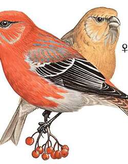 松雀 / Pine Grosbeak / Pinicola enucleator