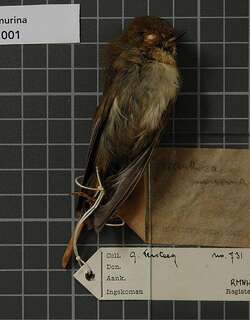 巴布亚刺嘴莺 / New Guinea Thornbill / Acanthiza murina
