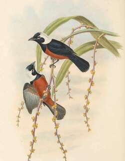 里氏王鹟 / White-capped Monarch / Monarcha richardsii