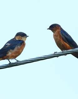 斯里兰卡燕 / Sri Lanka Swallow / Cecropis hyperythra