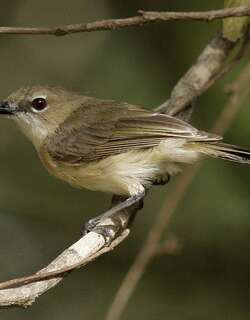 沼泽噪刺莺 / Large-billed Gerygone / Gerygone magnirostris
