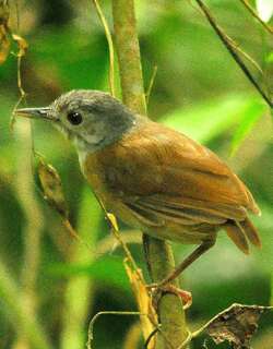 灰头雅鹛 / Ashy-headed Babbler / Pellorneum cinereiceps