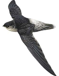 苍腰雨燕 / Pale-rumped Swift / Chaetura egregia
