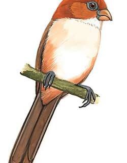 红头鸦雀 / Rufous-headed Parrotbill / Psittiparus bakeri