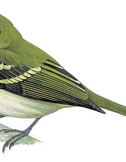 长尾姬霸鹟 / Alagoas Tyrannulet / Phylloscartes ceciliae